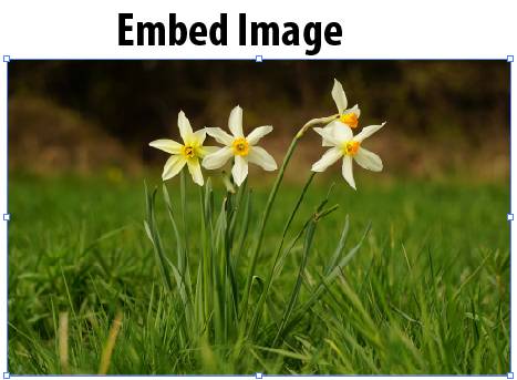 Embed Image